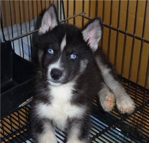 Tux at eight weeks of age, just before picking him up from his breeder. He is showing correct movement, headset, tail set, and build.