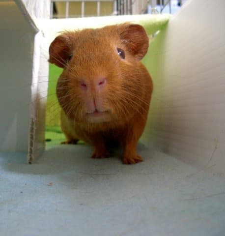 Wilson is very happy to have a nice big cage to roam, as well as soft, dry fleece to lounge around on.