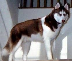 Colors Of Siberian Huskies - PetHelpful