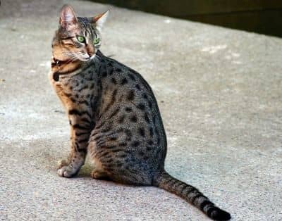 What makes a tabby? This Egyptian Mau has a slender body with tabby spots, striped legs and tail, and the Tabby M on its forehead.