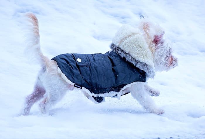 Собака, одетая для снега