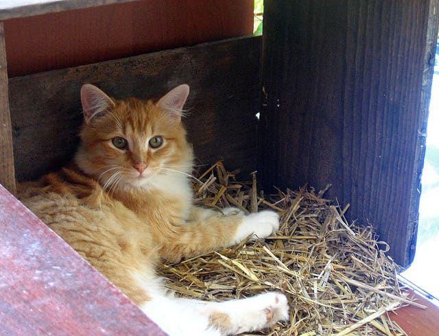 Locating your outdoor shelter where it is easy for a cat to access yet protected from predators is an important consideration.