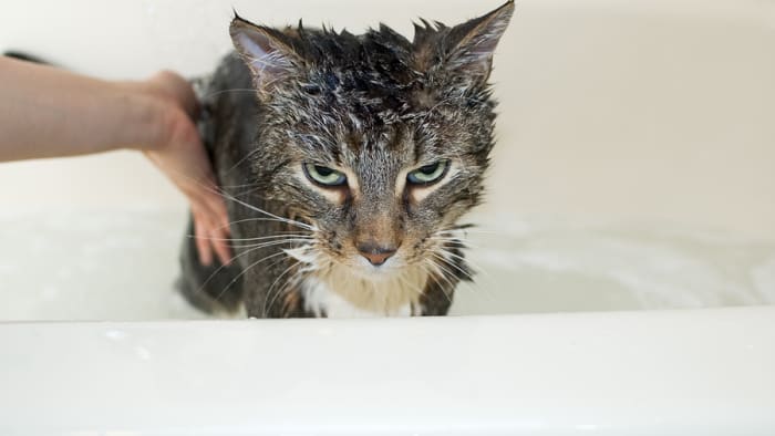 One angry cat!