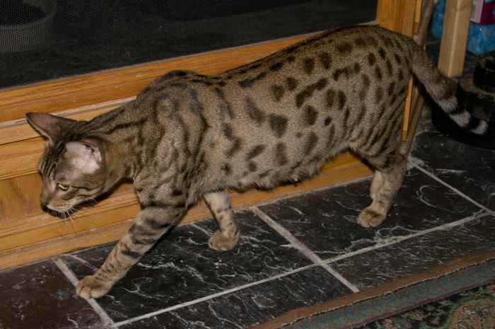 10 Exotic Pets That Are Legal in Arizona - PetHelpful