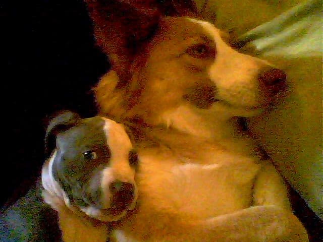 Bo and Karma, my border collie. Karma is a great dog and Stunner, the new pit bull, looks like another great one.