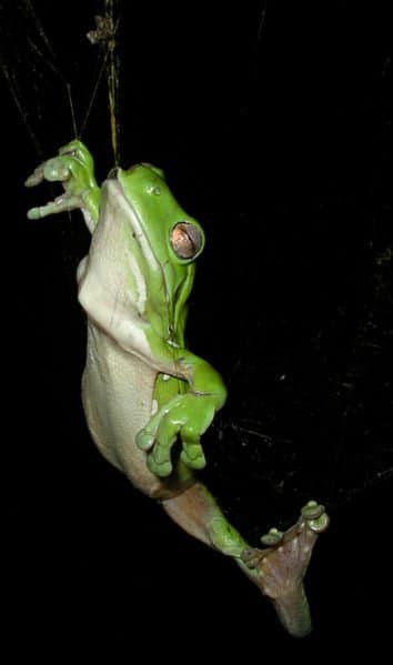 This green tree frog survived after being caught in a spider's web while trying to eat the spider.