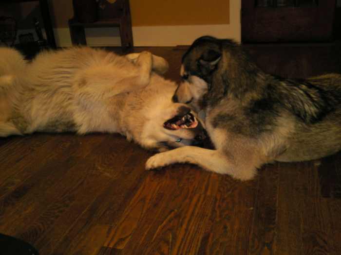 Removing Skunk Smells From Your Dog With Apple Cider Vinegar PetHelpful