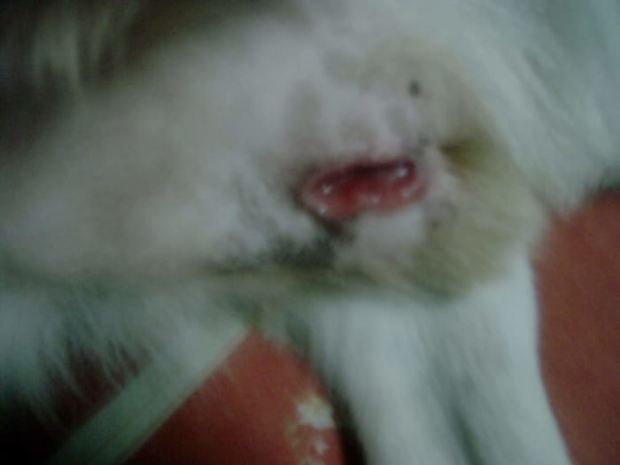 open wound is one of the complications of Perineal hernia. His 6th surgery was in 2009, and years later that wound just came out.