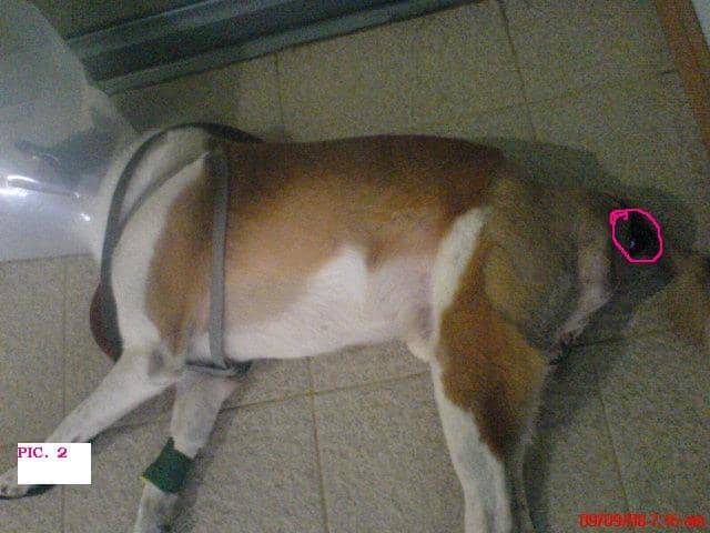 The encircled part was the red like flesh which was actually his bladder already coming out of his anus. He was half sedated here, as preparation for his 3rd surgery. See his deformed behind.