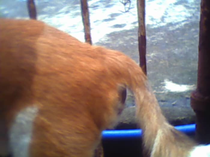 Грыжа у собаки на животе как выглядит My Dog's Experience With Perineal Hernia - PetHelpful