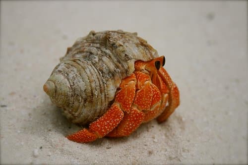 6 Common Pet Hermit Crab Species: Identification Guide - PetHelpful