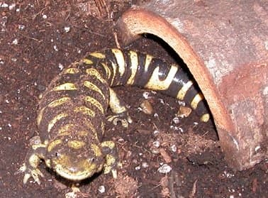 Best Beginner Pet Salamanders and Newts - PetHelpful