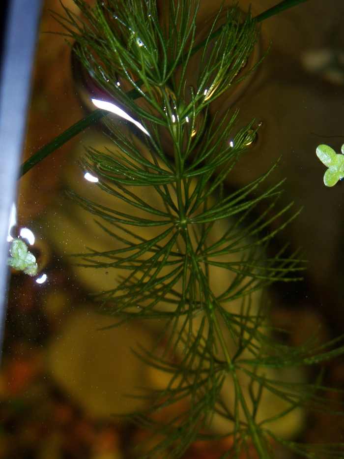 Hornwort