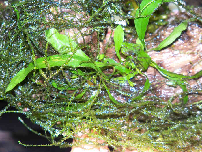 Java fern and Java moss.