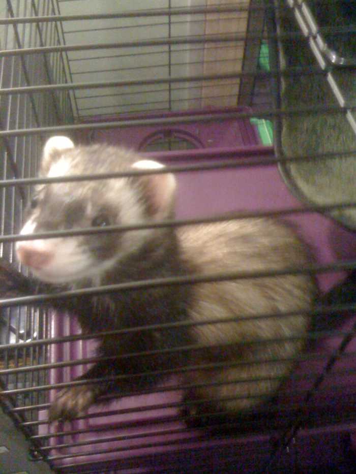 5 Ways to Get Rid of Ferret Odor PetHelpful