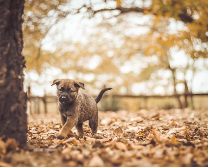 A key part of potty training your puppy is making sure they get plenty of time outside, but make sure that playtime comes after pee time.