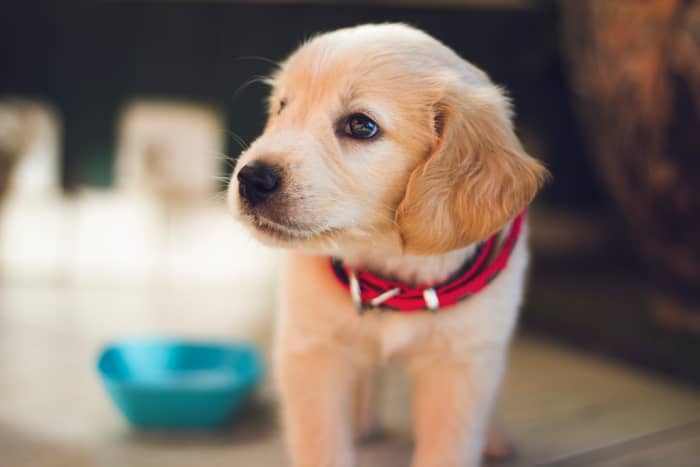 Potty training a puppy the right way takes time. Don't cut corners by using pee pads—it will backfire in the end!
