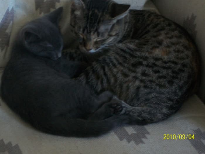 He said he wasn't really an animal person. I loved animals! (Picture of two of the cats we have now.)