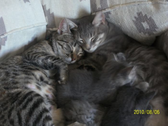 This is a picture we caught of the cat, Jo, with her three kittens and the other female cat, Shiloh.