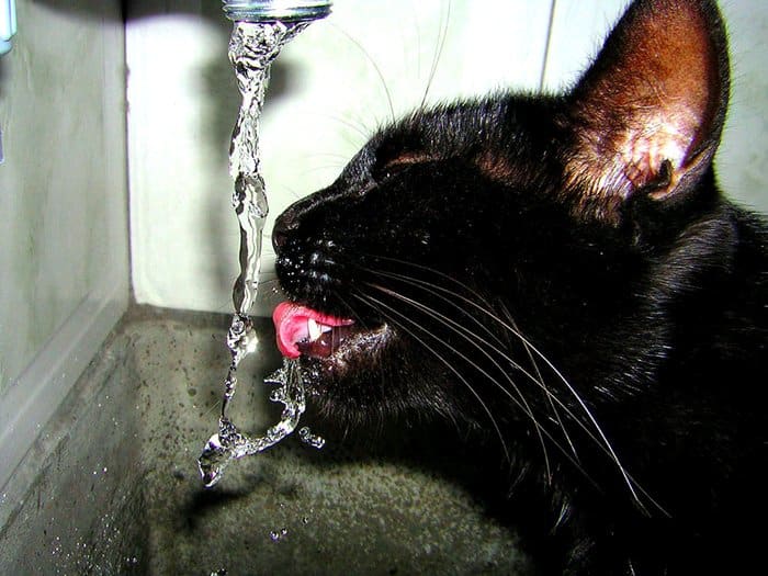 Cats love drinking running water and there are many health benefits in providing this for your cat!