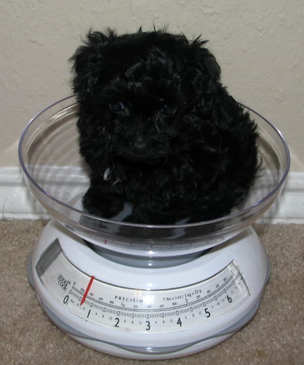 Yorkies that are selectively bred for their petite size (AKA "teacup" Yorkies) are more likely to develop serious health issues than larger animals.