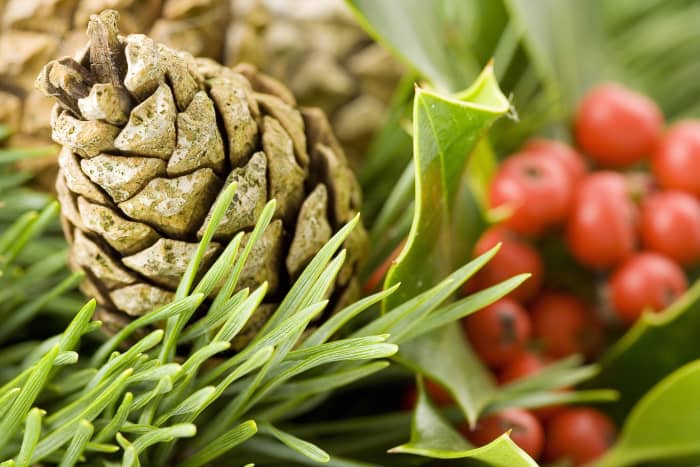 Natural table decorations can be beautiful at Christmas, but it's important to think about their safety for pets.