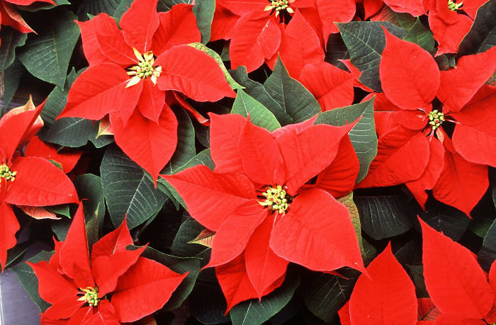 Poinsettias have beautiful Christmas colors, but they are mildly toxic for dogs.