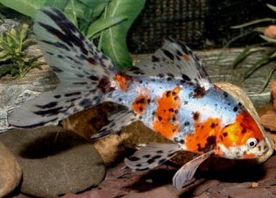 Goldfish Varieties: A Brief Look At 15 Popular Types - PetHelpful