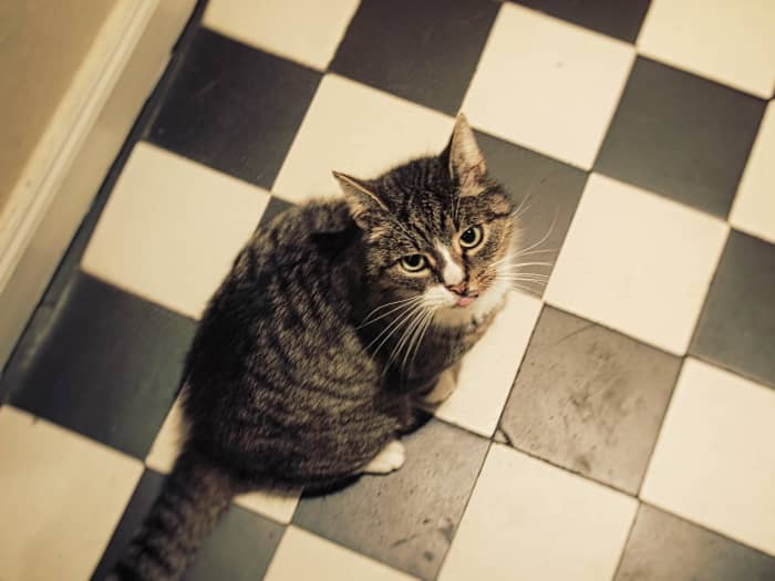 Don't give up your cat just because they're giving you a bit of trouble—put in the work to train them! It'll be worth it.
