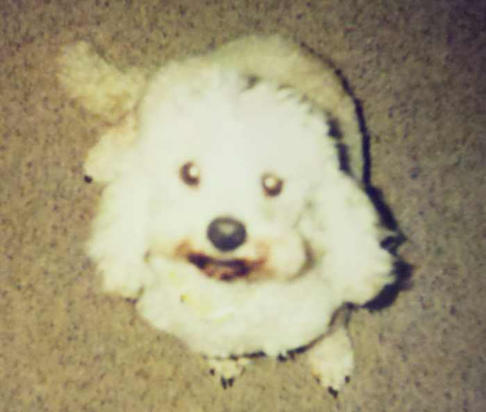 How to Help a Grieving Dog When Their Owner Dies PetHelpful