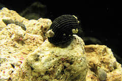 Улитки-нериты на самом деле являются морскими улитками, но они могут выжить в аквариумах с солоноватой или пресной водой. 