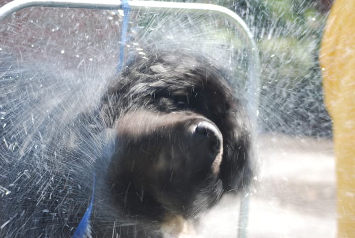 It's a good idea to let your dog take a few good shakes after a bath; this helps in the drying process.