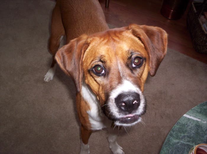 Hi, I am Emily, feed me please. I love pizza. Is it okay for me to eat it?