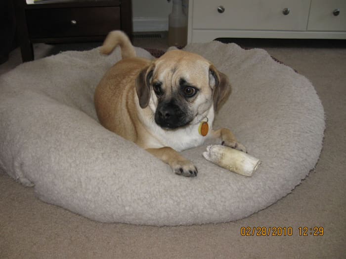 Emily's little sister, Bella, loves her PetSmart bone.