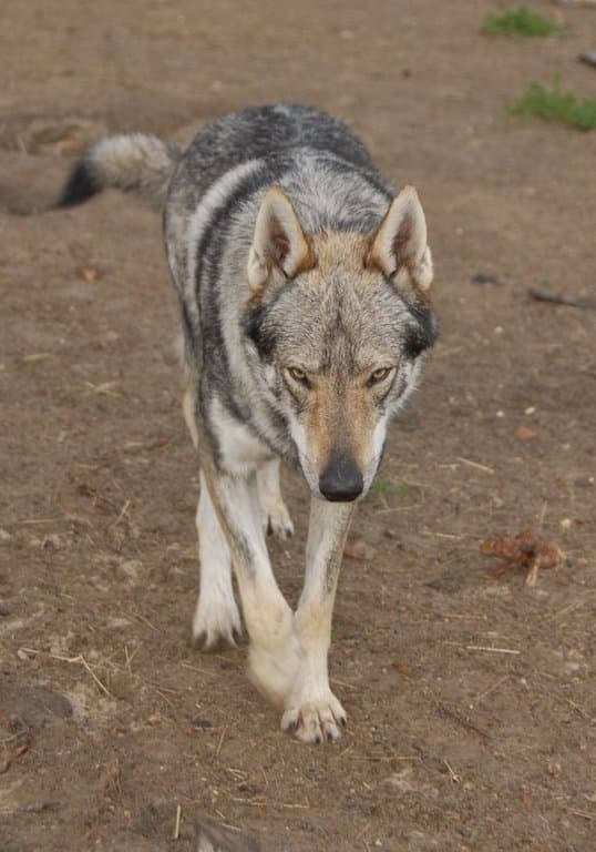 wolfdogs