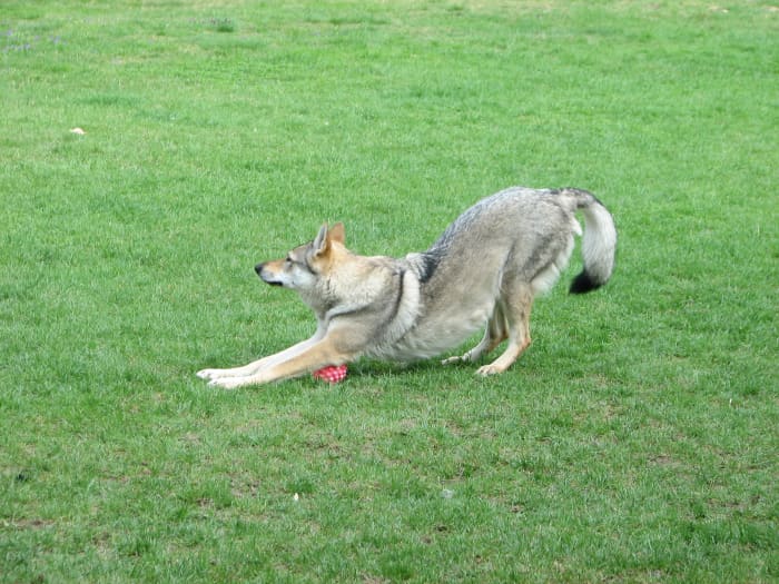 A Wolfdog Stretching