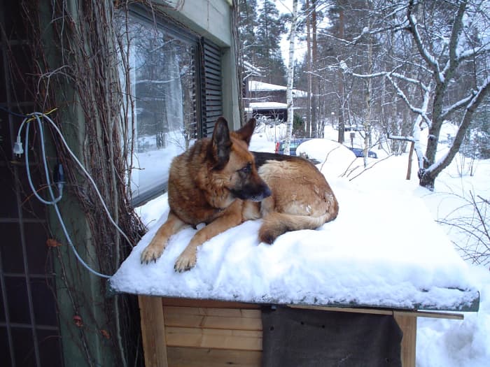 A Wolfdog in the Snow