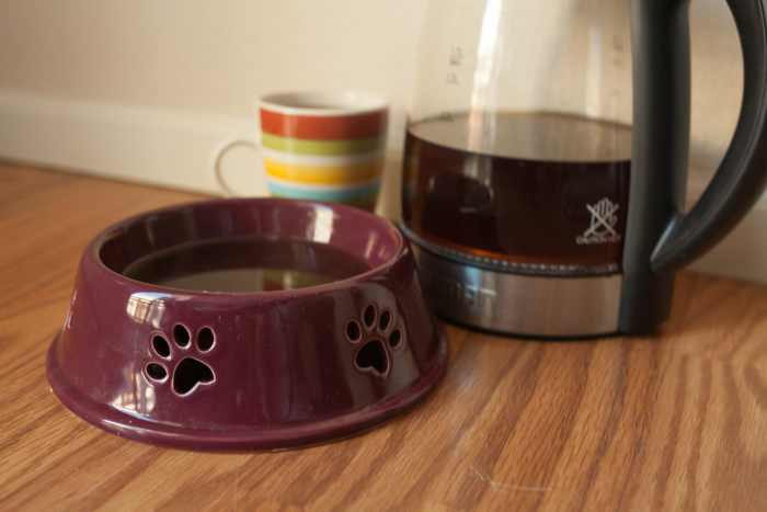 are-you-killing-your-dog-with-everyday-people-food-10-bad-treats-for-your-good-dog