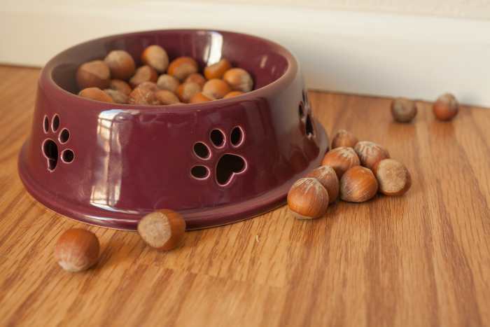 are-you-killing-your-dog-with-everyday-people-food-10-bad-treats-for-your-good-dog