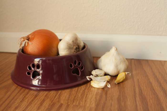 are-you-killing-your-dog-with-everyday-people-food-10-bad-treats-for-your-good-dog