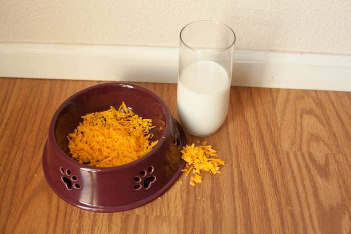 are-you-killing-your-dog-with-everyday-people-food-10-bad-treats-for-your-good-dog