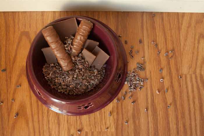 are-you-killing-your-dog-with-everyday-people-food-10-bad-treats-for-your-good-dog