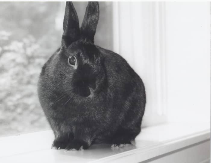 Bunnies can be wonderful pets for both older children and adults alike.