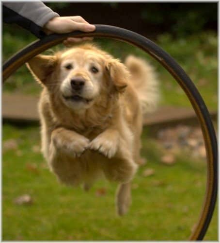 Your Golden Retriever will jump through hoops to please you!