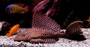 Парусный плавник Pleco