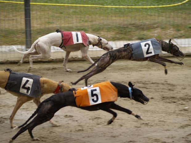 10 Interesting Facts About Greyhounds - PetHelpful