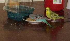 Two weeks later, both birds are good friends and do everything together.