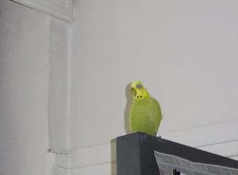 A sulking budgie: after seeing the new bird brought in, he flew out of his cage to the top of the bookshelf.