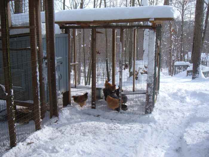 How to Care for Chickens in Cold Weather PetHelpful