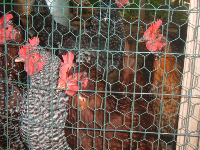 How to Care for Chickens in Cold Weather PetHelpful